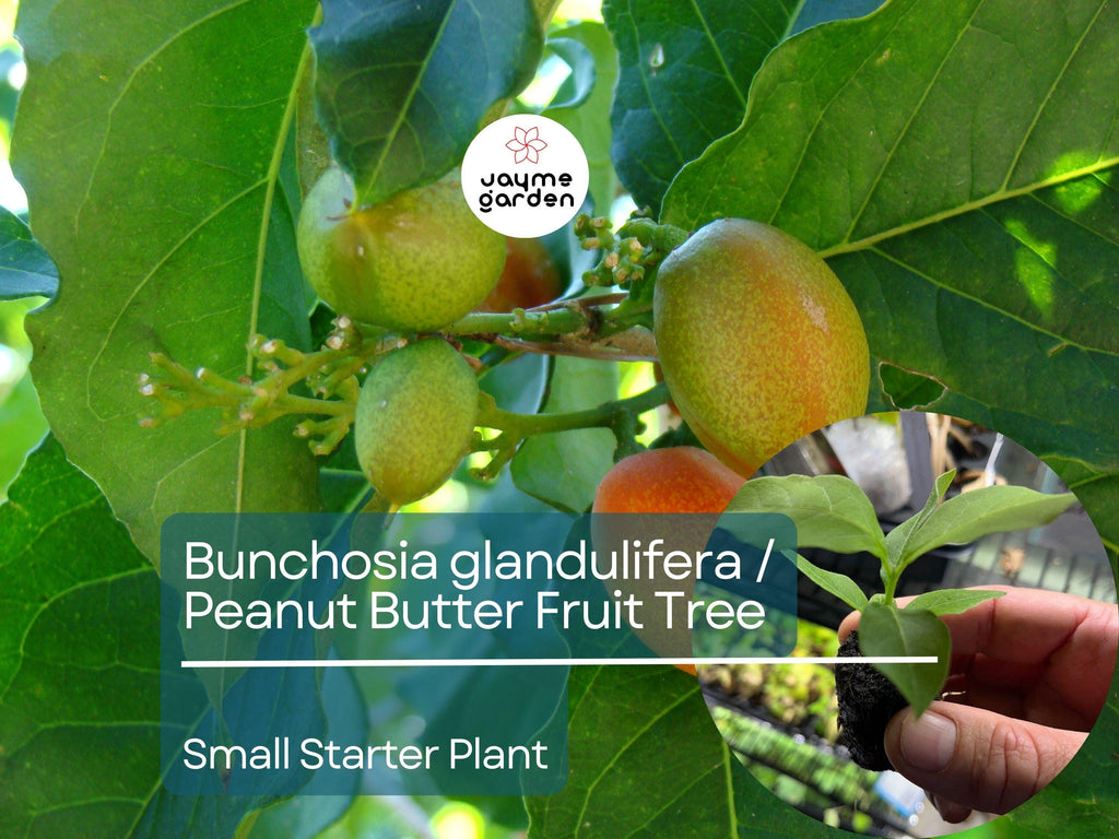 2 Small Peanut Butter Tree Starter Plants - Rare Fruit Tree (Bunchosia glandulifera) - Sweet Tropical Fruit for Garden & Orchard