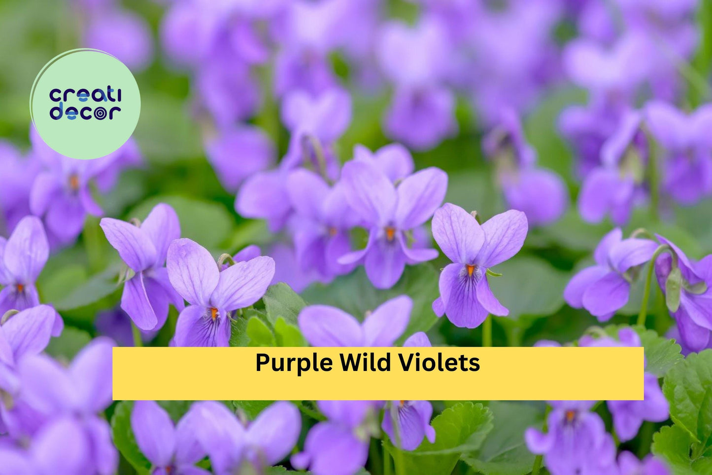 15 Purple Wild Violet Roots – Native Viola Perennial Wildflowers, Hardy Bare Root Plants for Shade Gardens and Natural Landscaping