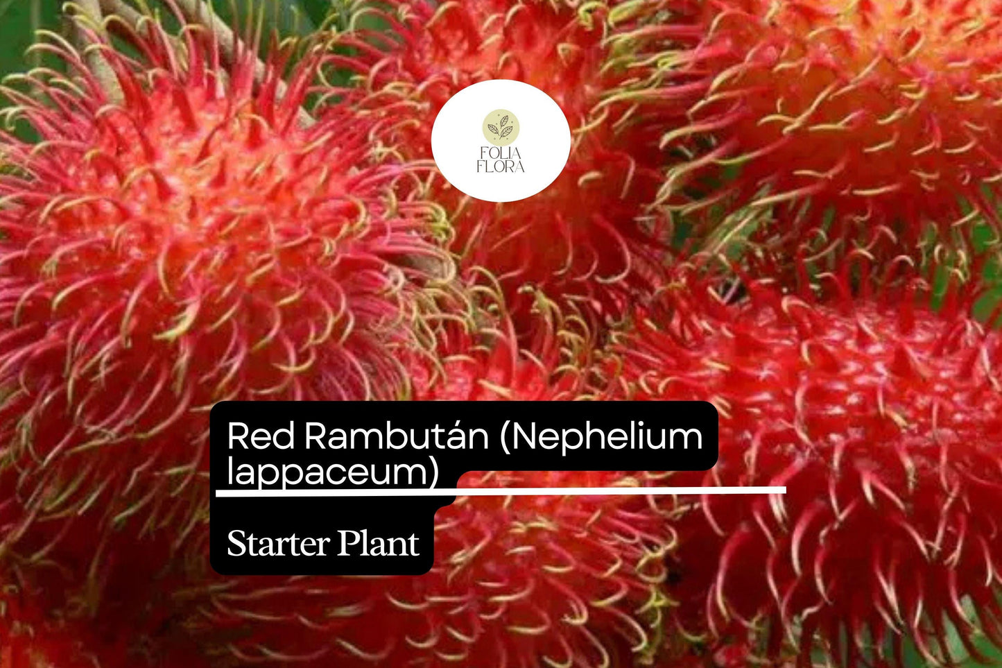 1 Starter Plant Red Rambutan (Nephelium lappaceum) – Exotic Live Fruit Tree 12″-24″ Vibrant
