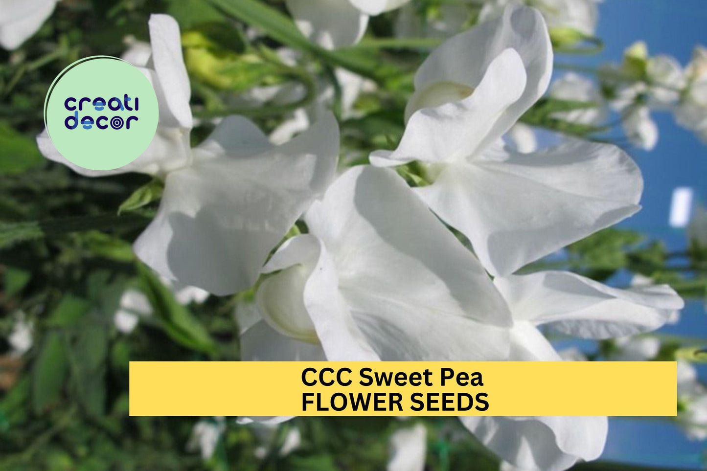 50+ CCC Sweet Pea Seeds – Soft Pink & Lavender Fragrant Blooms for Garden Planting, Climbing Vines for Trellises Bouquets – USA