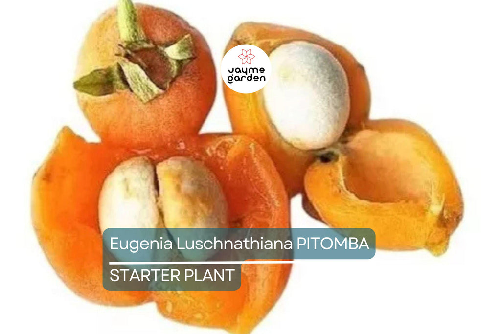 Eugenia Luschnathiana Pitomba - 4-6" Starter Plant in Pot - Tropical Fruit Tree with Aromatic, Apricot-Like Fruit