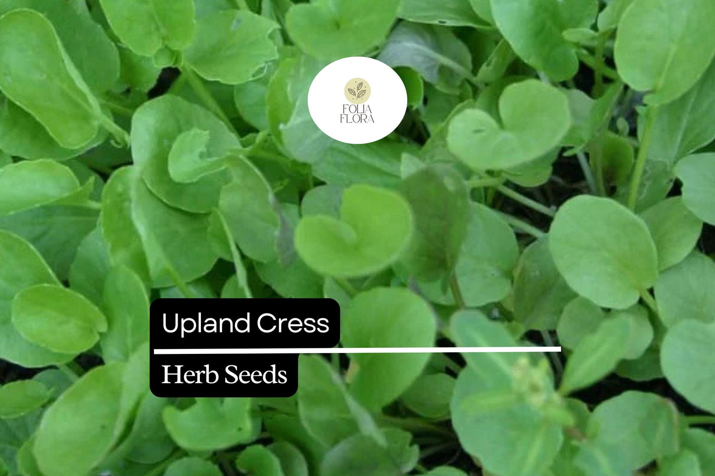 1000 Seeds Upland Cress (Barbarea verna) – Peppery, Nutritious Herb for Salads & Microgreens