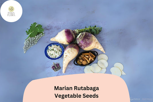 500+ Marian Rutabaga Seeds – Heirloom Root Vegetable Seeds for Garden Planting