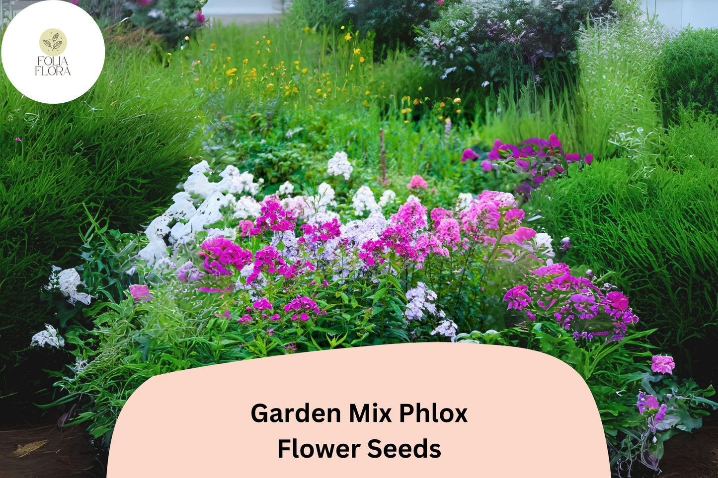 100+ Garden Mix Phlox Seeds for Planting | Phlox drummondii Annual Flower Mix | Colorful Blooms for Beds, Borders & Containers