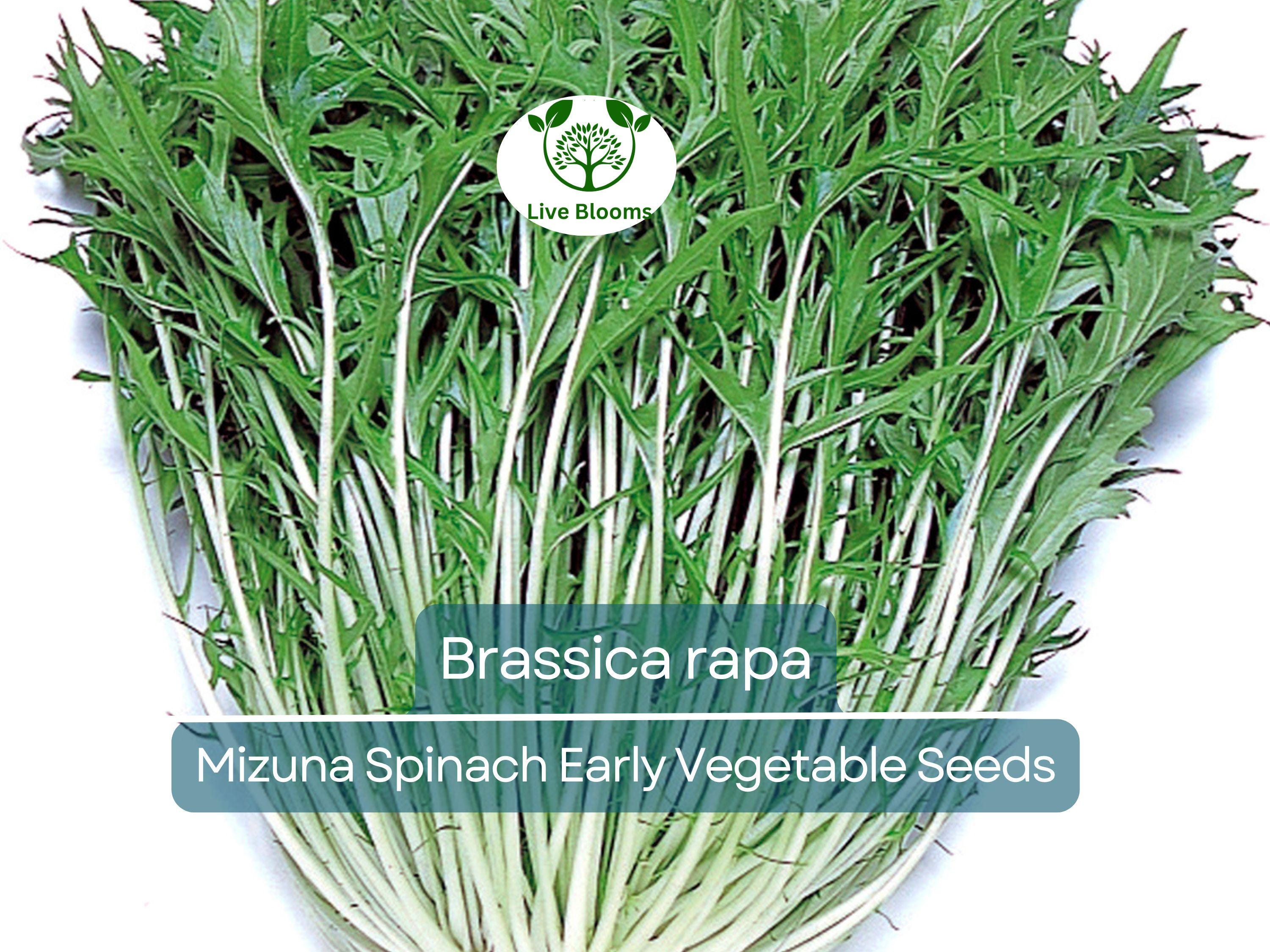 500 mg Seeds Mizuna Spinach Early – Brassica rapa | Heirloom Vegetable for Planting, Fast-Growing Greens, Fresh Harvest