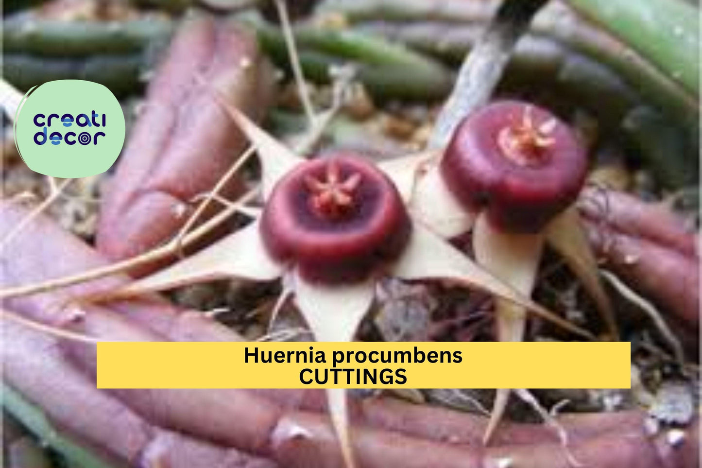 3 Huernia Procumbens Cuttings | Rare Succulent Starter Plant | Star Flower Cactus-Like Vine | Unrooted Exotic Houseplant