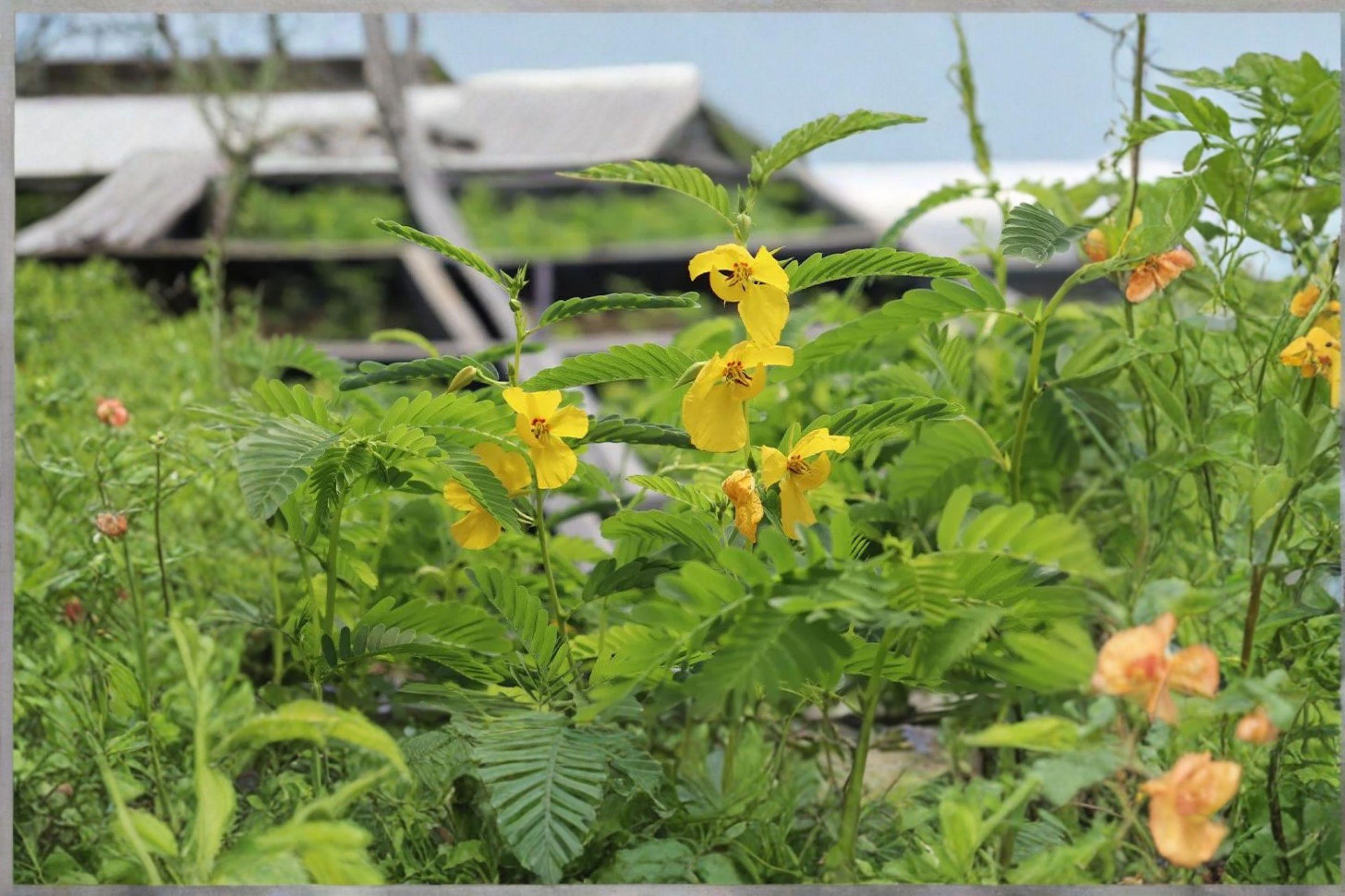 Partridge Pea – Chamaecrista fasciculata Seeds | 100 Seeds | Native Wildflower | Pollinator Friendly
