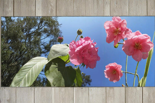 Cotton Rose 4 Cuttings (Hibiscus mutabilis) Color Changing Flower Shrub