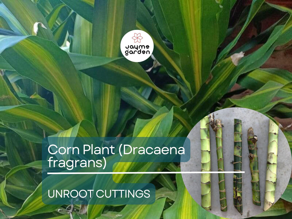 5 Unroot Cuttings Corn Plant - Dracaena Fragrans, Fresh House Plant Cuttings, No Root, Easy to Grow Indoor Plant for Home & Office