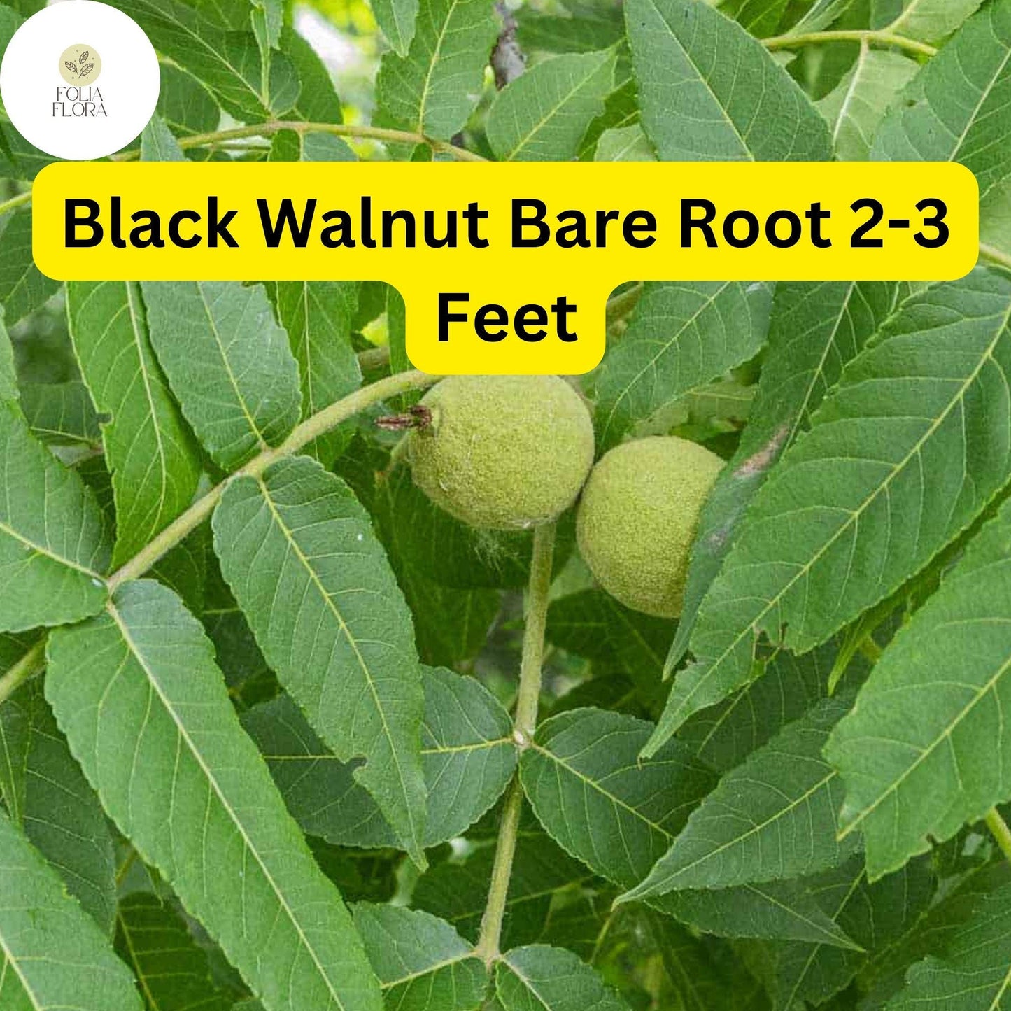 1 Juglans nigra Black Walnut Tree - Live Bare Root Plant 2-3 Feet for Zones 4-9