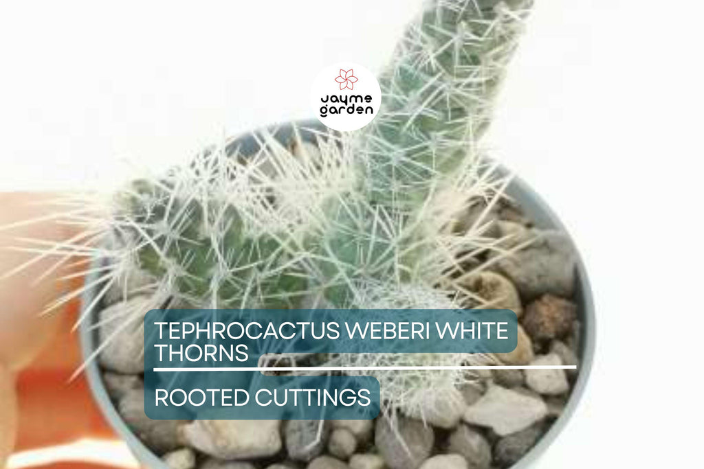 7 Tephrocactus Weberii Rooted Cuttings - White Thorns Cactus - Rare Collector’s Specimen