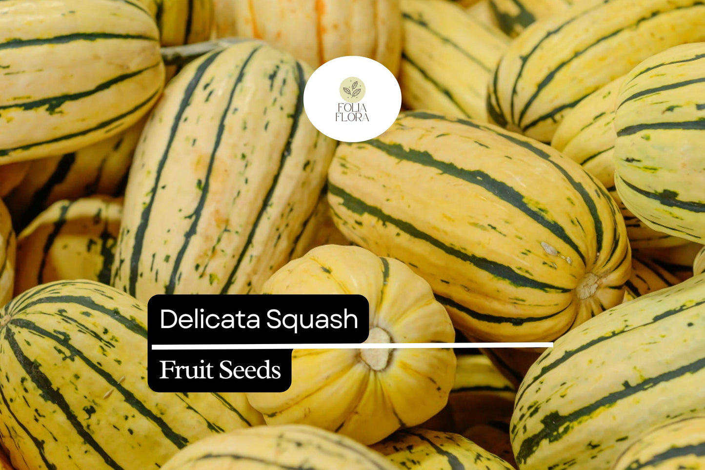 20 Seeds Delicata Squash (Cucurbita pepo) – Sweet, Nutty Flavor, Easy-to-Grow Winter Squash