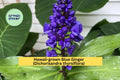 Blue Ginger Plant Cuttings – 3 Count Dichorisandra thyrsiflora – Tropical Hawaii-Grown Starter for Shade Gardens