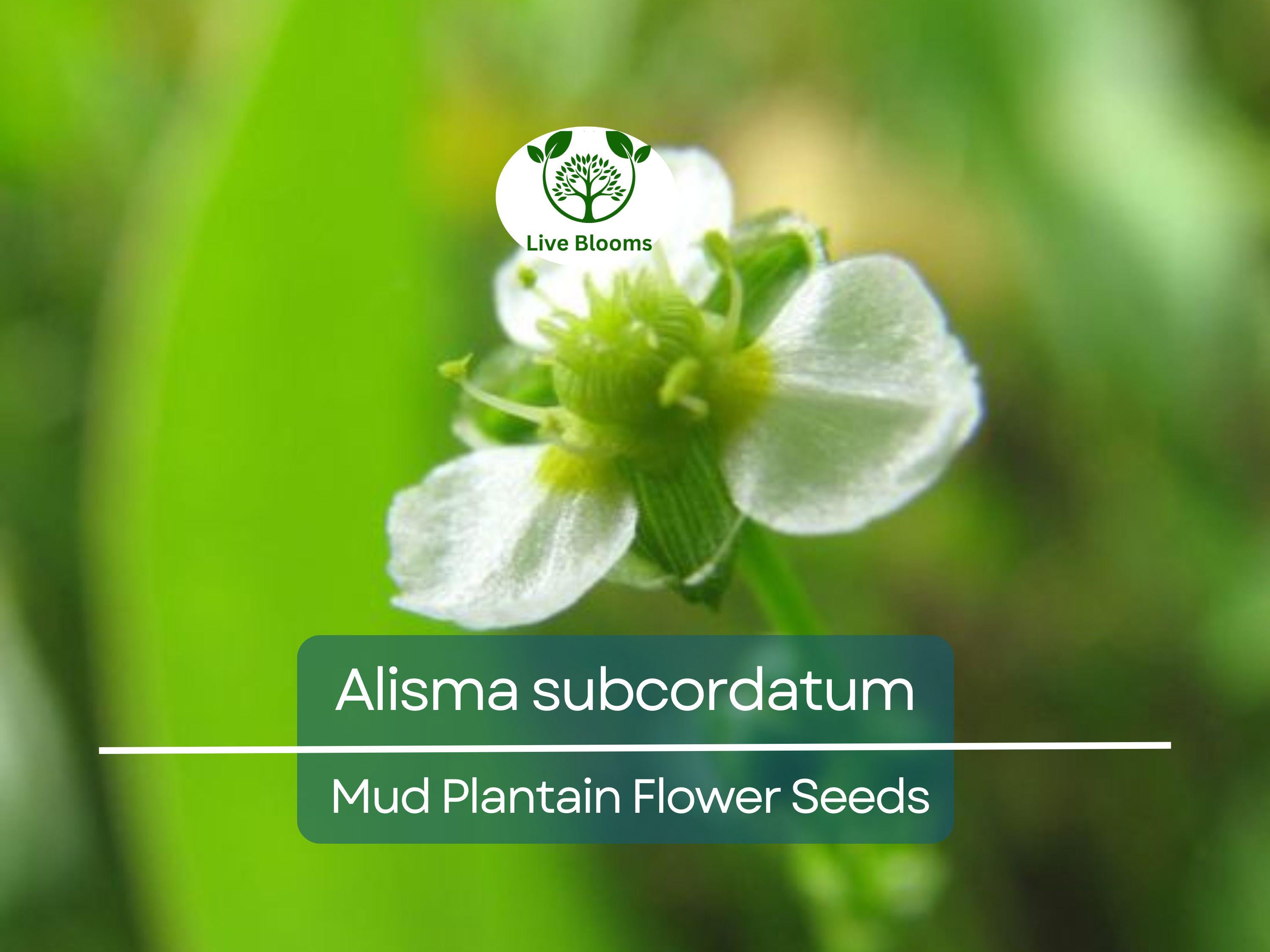 250 mg Seeds Alisma subcordatum (Mud Plantain) for Planting | Aquatic Native Perennial for Ponds, Wetlands & Wildlife Habitats