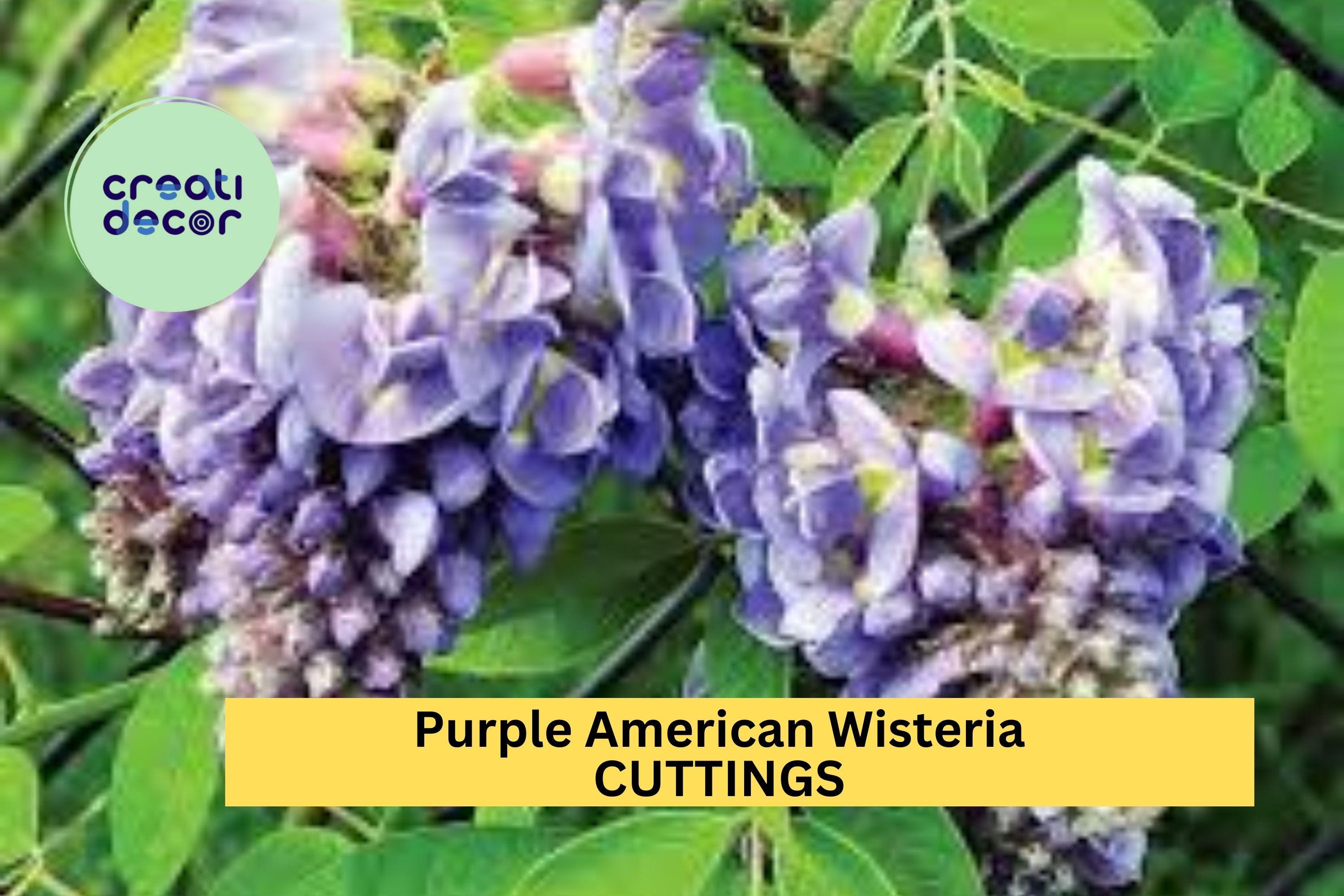 5 Purple American Wisteria Cuttings – Wisteria frutescens Unrooted Vine Stems – Native, Non-Invasive Climber – USA