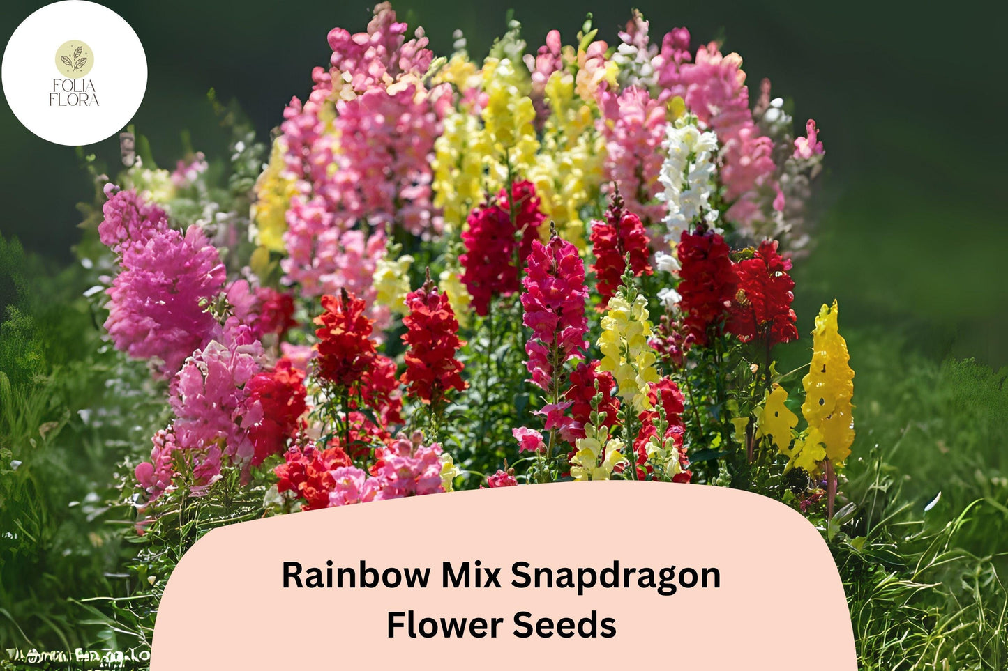 Antirrhinum majus Rainbow Mix Snapdragon Seeds – 1000+ Multicolor Blooms for Vibrant Garden & Cut Flowers