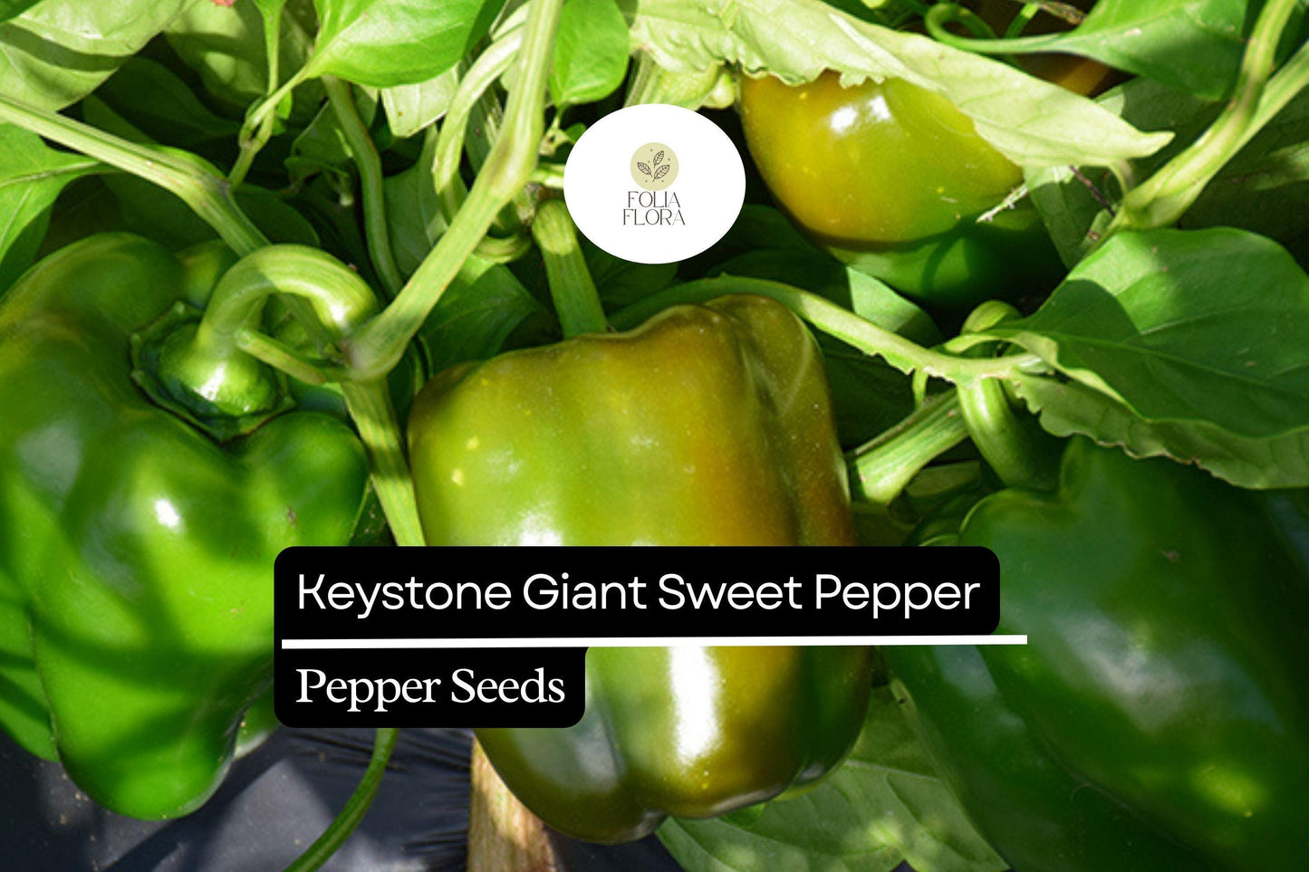 25 Keystone Giant Sweet Pepper Seeds – Capsicum annuum – Large, Thick-Walled, High-Yielding, Perfect for Stuffing & Fresh Eating, Non-GMO