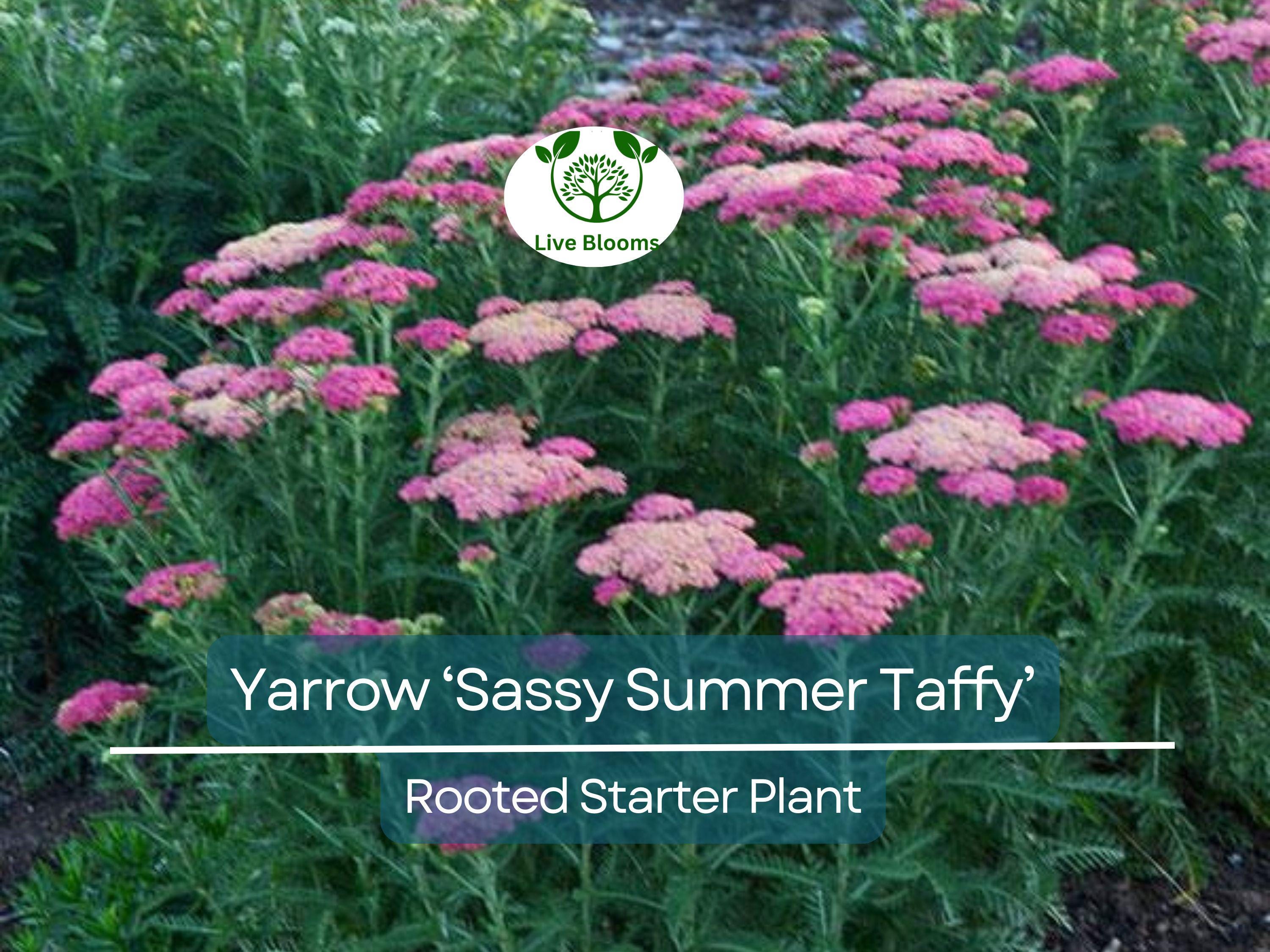 1 Yarrow Live Plant (Achillea Millefolium) Healthy Starter Plant for Pollinators | Perennial Flower for Garden, Butterflies & Bees