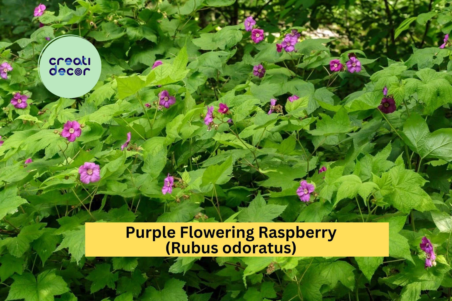 Purple Flowering Raspberry – Rubus odoratus Live Thornless Starter Plant, Ornamental Shrub with Large Purple Blooms, Self-Pollinating
