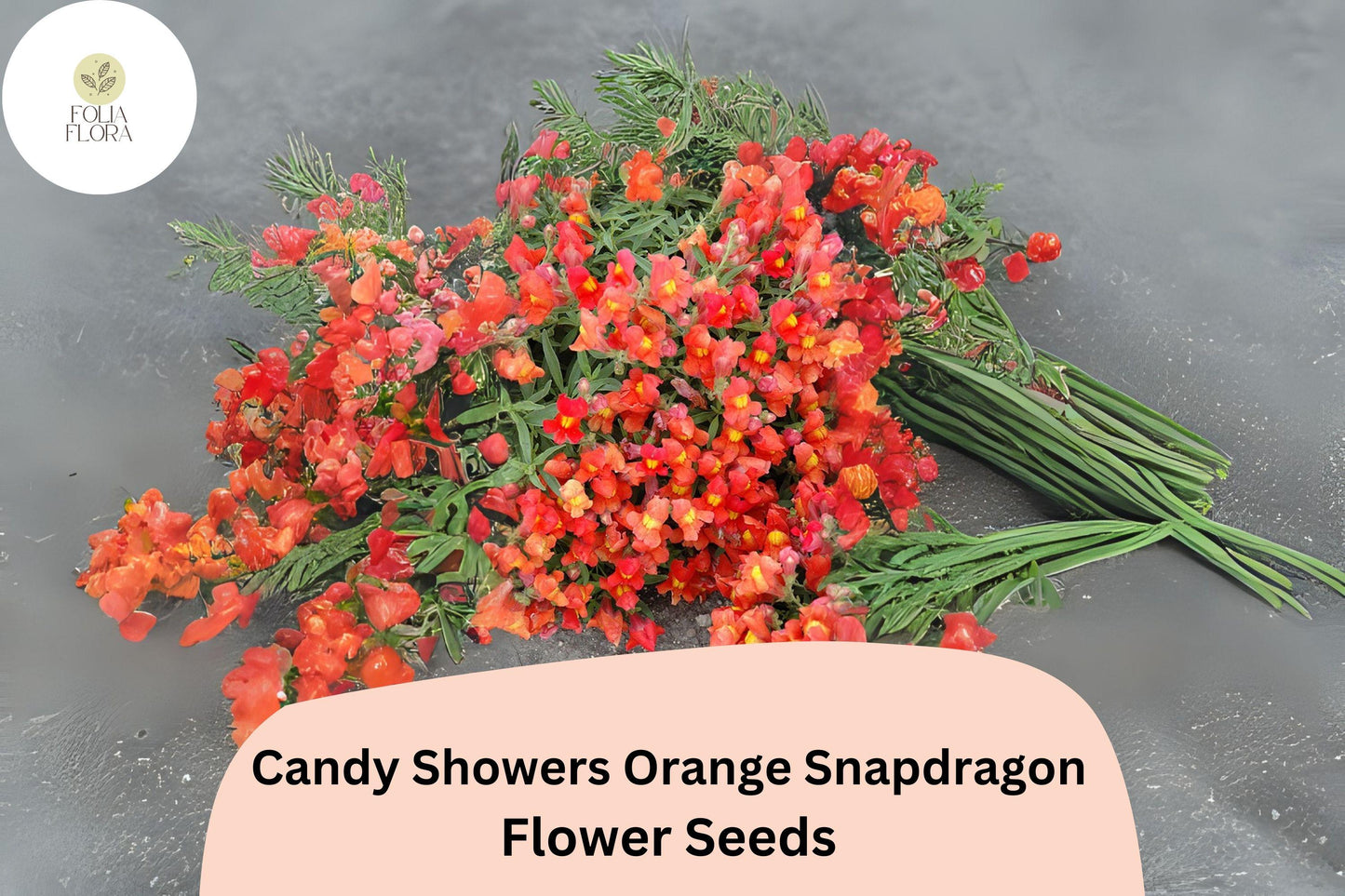 Candy Showers Orange Snapdragon Seeds (Antirrhinum majus) | 1000+ Seeds | Cascading Orange Blooms for Gardens & Hanging Baskets