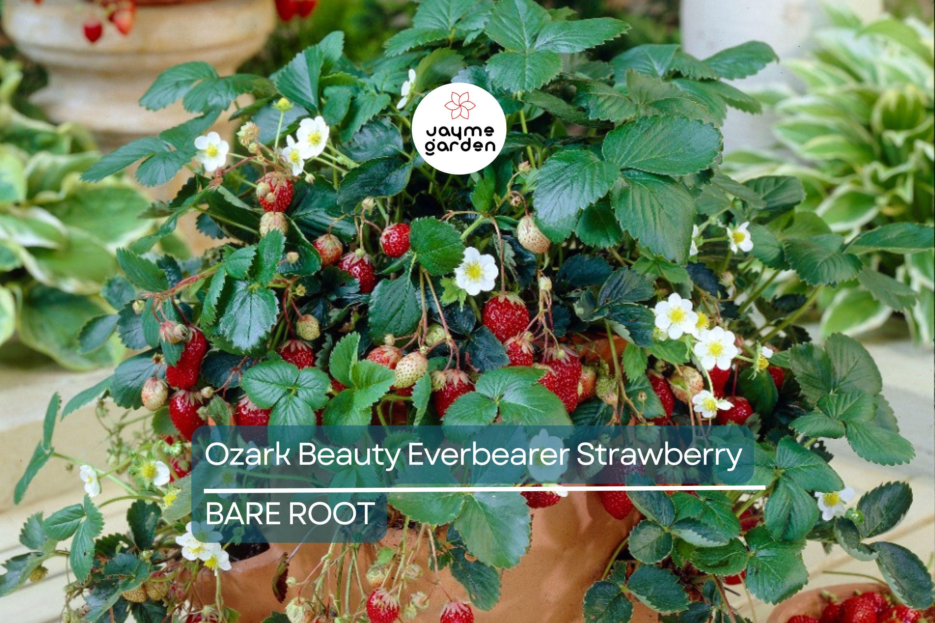 Ozark Beauty Everbearer Strawberry Plants - 25 Bareroot Plants, Sweet & Hardy, Zones 3-8