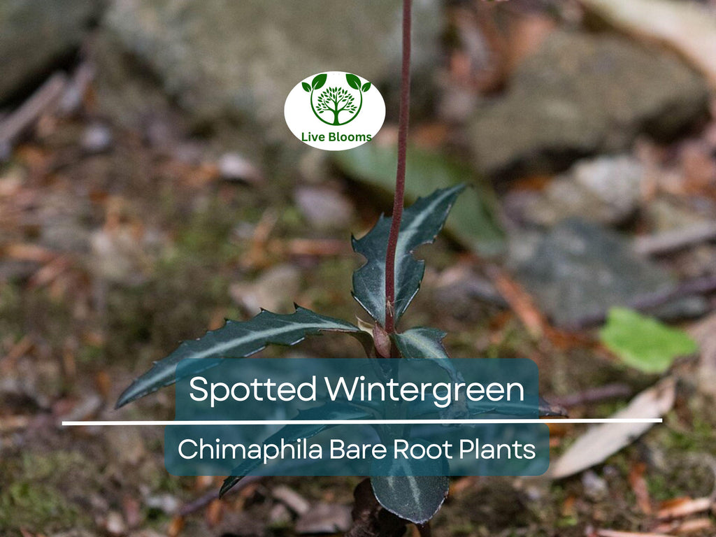 10 Spotted Wintergreen Plants – Bare Root Chimaphila maculata – Native Evergreen Groundcover for Shade & Woodland Gardens