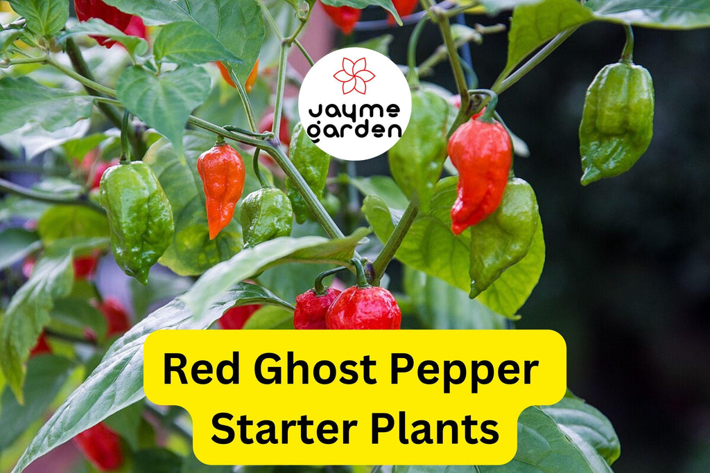 3 Red Ghost Pepper Starter Plants - Super Hot Chili - Bhut Jolokia - Fiery Peppers for Home Gardens, Containers & Spicy Recipes
