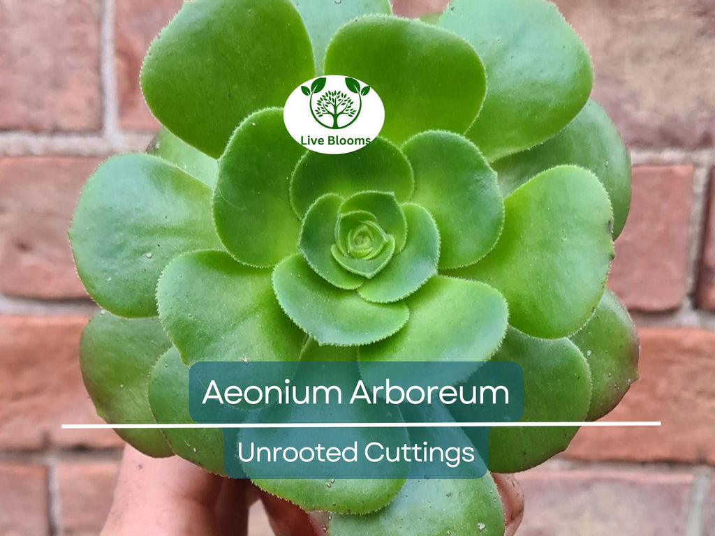 2 Aeonium Arboreum Unrooted Cuttings (Aeonium Tree) 2-4" – Succulent for Grafting, Rooting, or Propagation