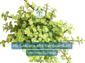 20 Unrooted Cuttings Rainbow Elephant Bush (Portulacaria afra) Succulent Cactus - Rare Colorful Plant for DIY Propagation