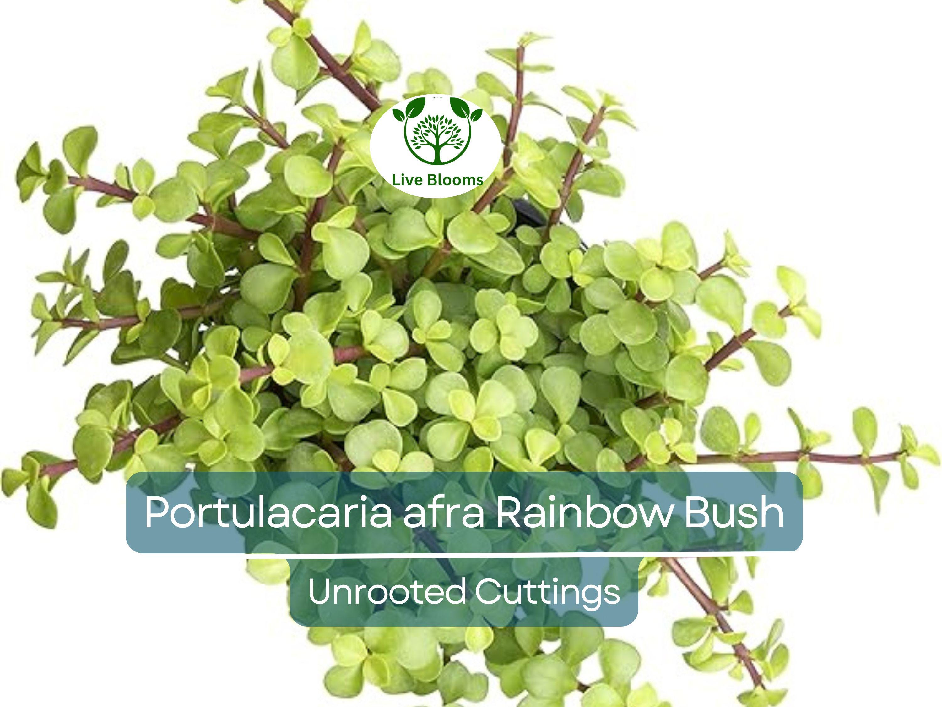 20 Unrooted Cuttings Rainbow Elephant Bush (Portulacaria afra) Succulent Cactus - Rare Colorful Plant for DIY Propagation