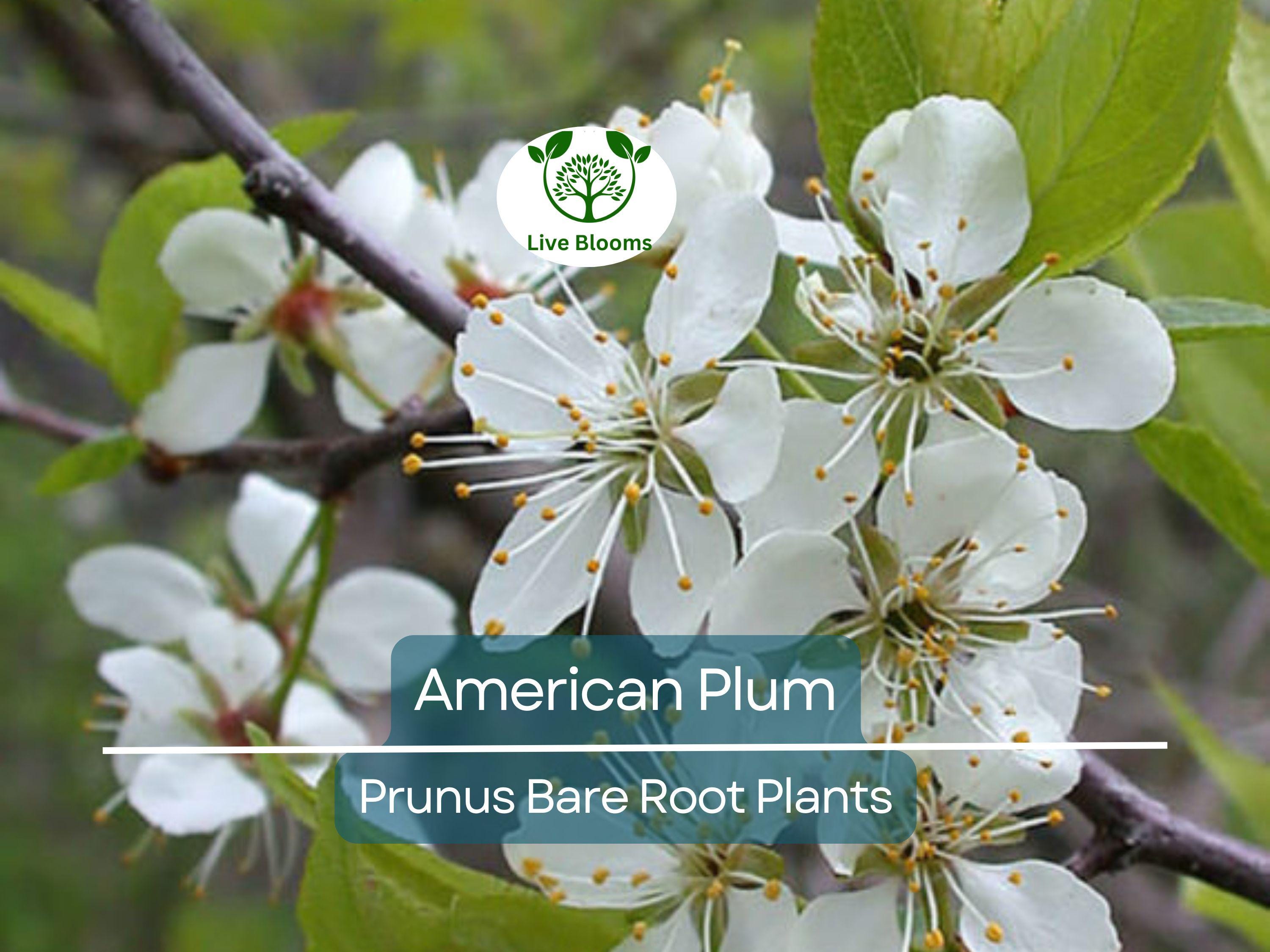 10 American Plum Tree Saplings – Native Bare Root Plants – Prunus Americana for Wildlife, Pollinators, Edible Landscaping
