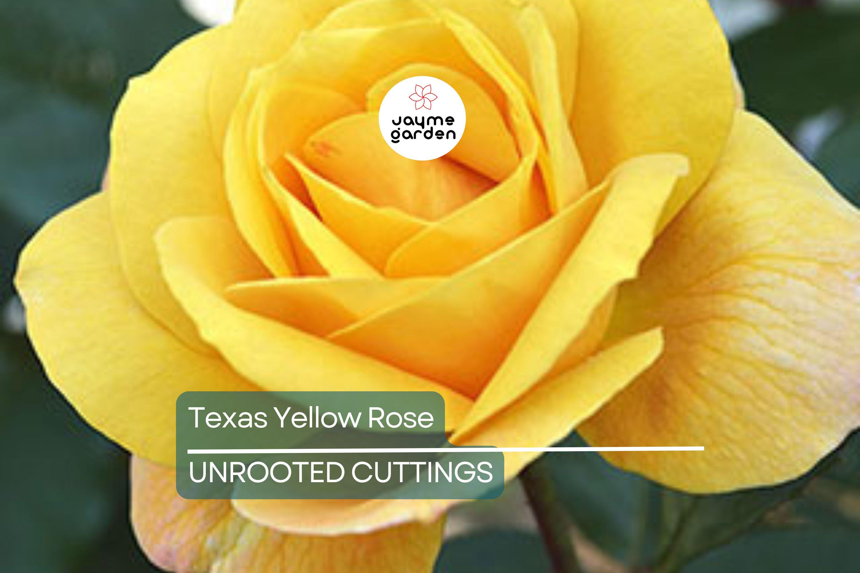 3 Texas Yellow Rose Cuttings for Rooting - 5-6" Each, Includes Rooting Powder & Guide, USA Grown, Disease Resistant