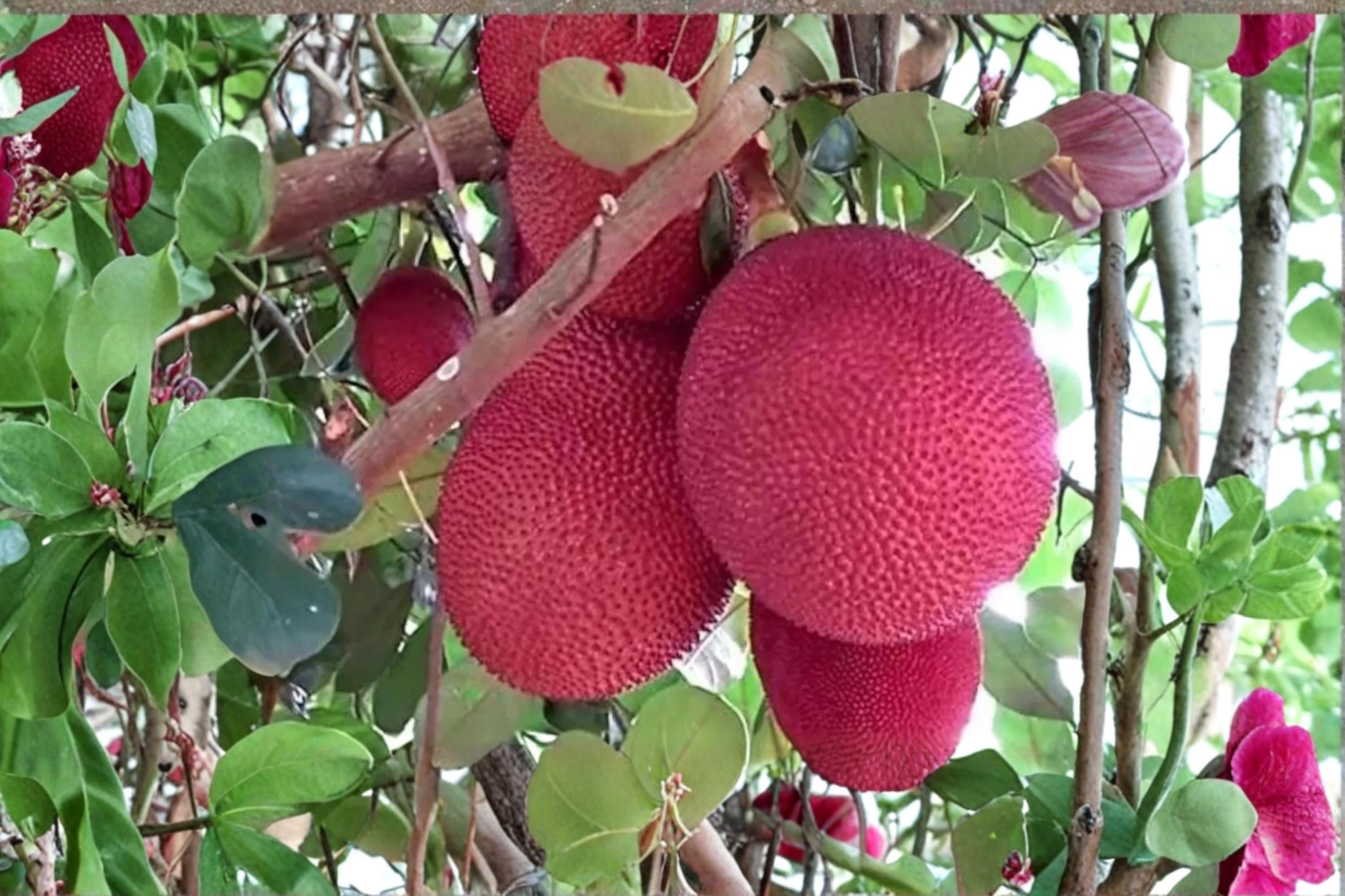 Malaysia Red Jackfruit 8 Seeds (Artocarpus heterophyllus) Jackfruit Tree Seeds