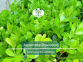 12 Japanese Boxwood Unrooted Cuttings | Buxus microphylla, Bush Hedge Plant, Evergreen Shrub for Garden