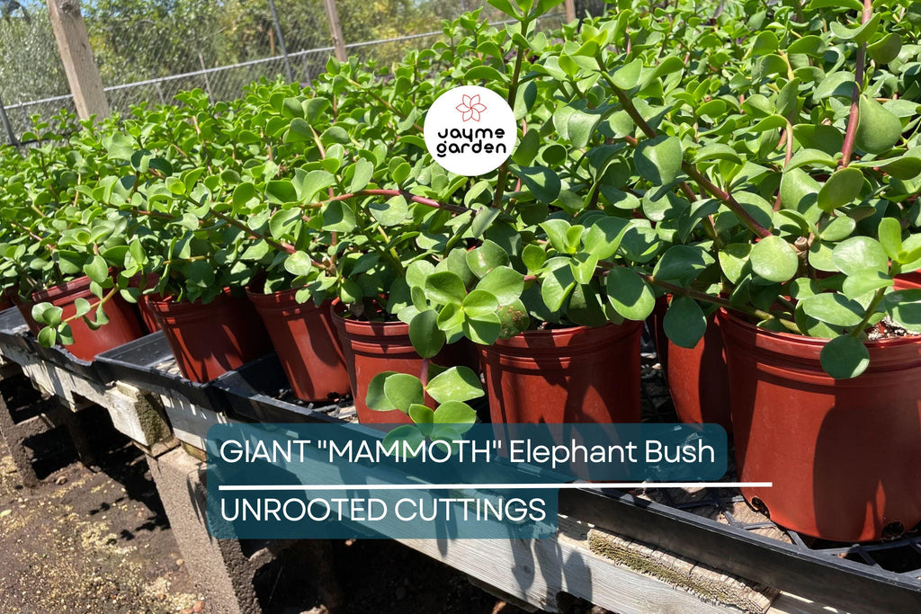 2 Giant Mammoth Elephant Bush Cuttings - Portulacaria Afra Macrophylla - 4-6” Tall, Rare, Large-Leaf Succulent