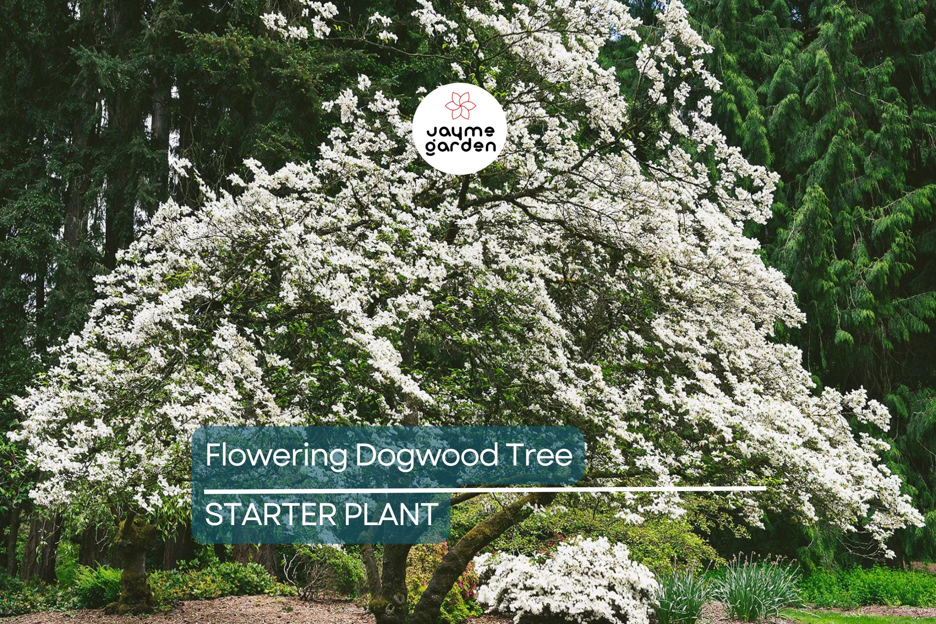 Live Flowering Dogwood Tree - Bare Root 2-3 Ft Plant - Cornus Florida (USDA Zones 4-9)