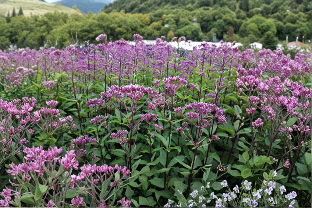 Eutrochium purpureum – Sweet Scented / Purple Joe Pye Weed | 100 Seeds | Native Pollinator Wildflower