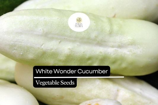 50 Seeds White Wonder Cucumber (Cucumis sativus) – Unique White Skin, Crisp Texture, Sweet Flavor