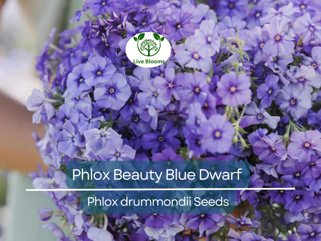 100 Phlox Beauty Blue Dwarf Seeds, Rare Blue Blooms, Pollinator Attractor, Non-GMO, Compact Perennial for Garden, Blue Phlox Flowers
