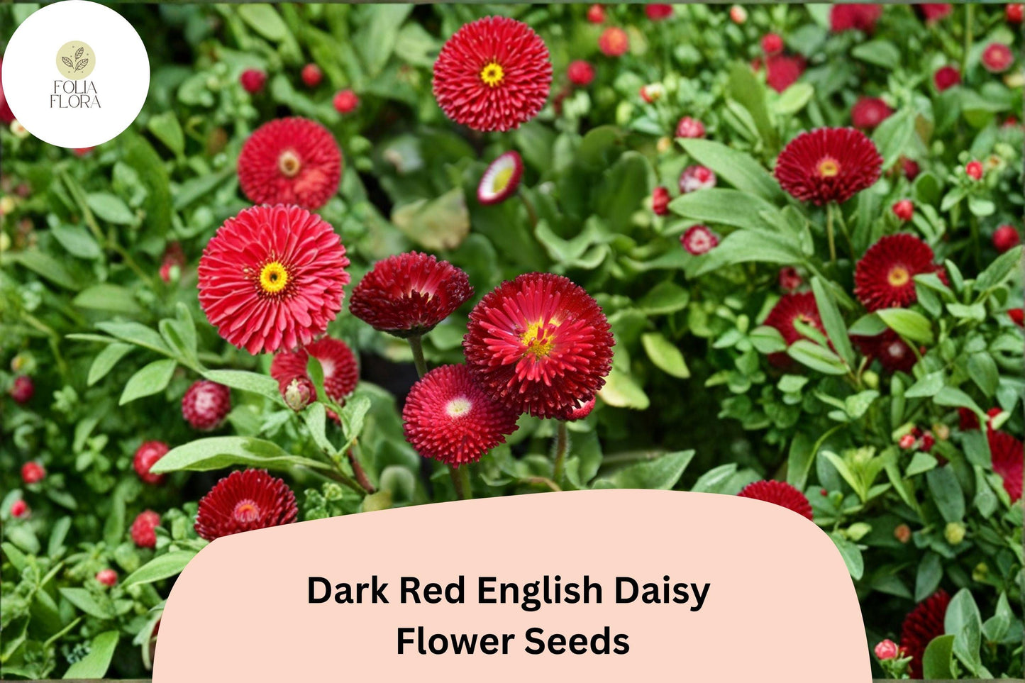 200+ Dark Red English Daisy Seeds | Bellis perennis | Perennial Blooms | Charming Red Garden Flower