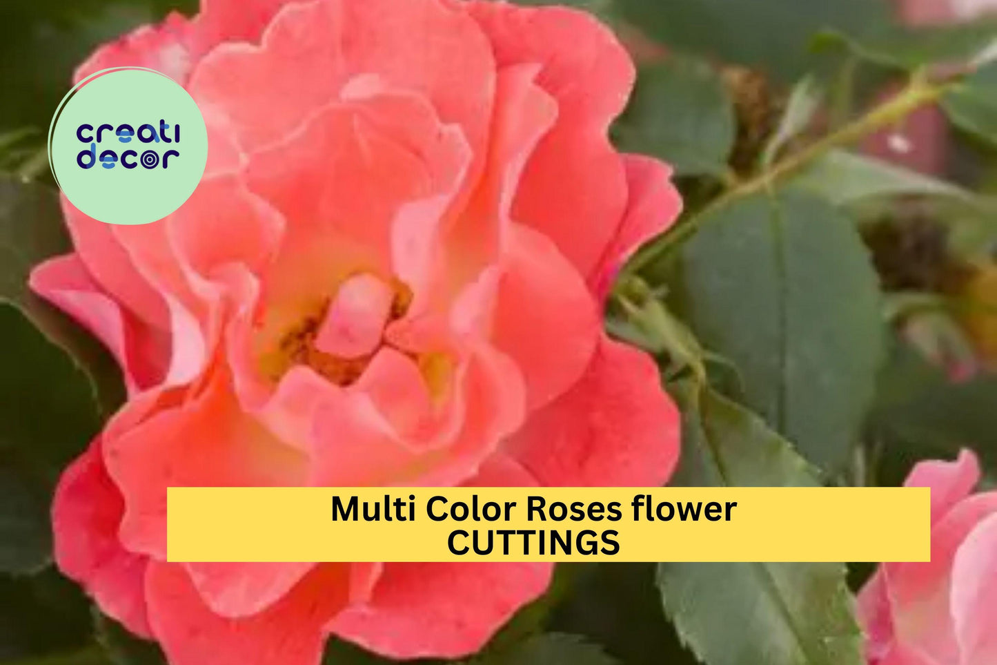 2 Multicolor Rose Plant Cuttings – Fresh Unrooted Stems for Propagation – Vibrant Mixed Bloom Rose Variety – Garden Starter – USA