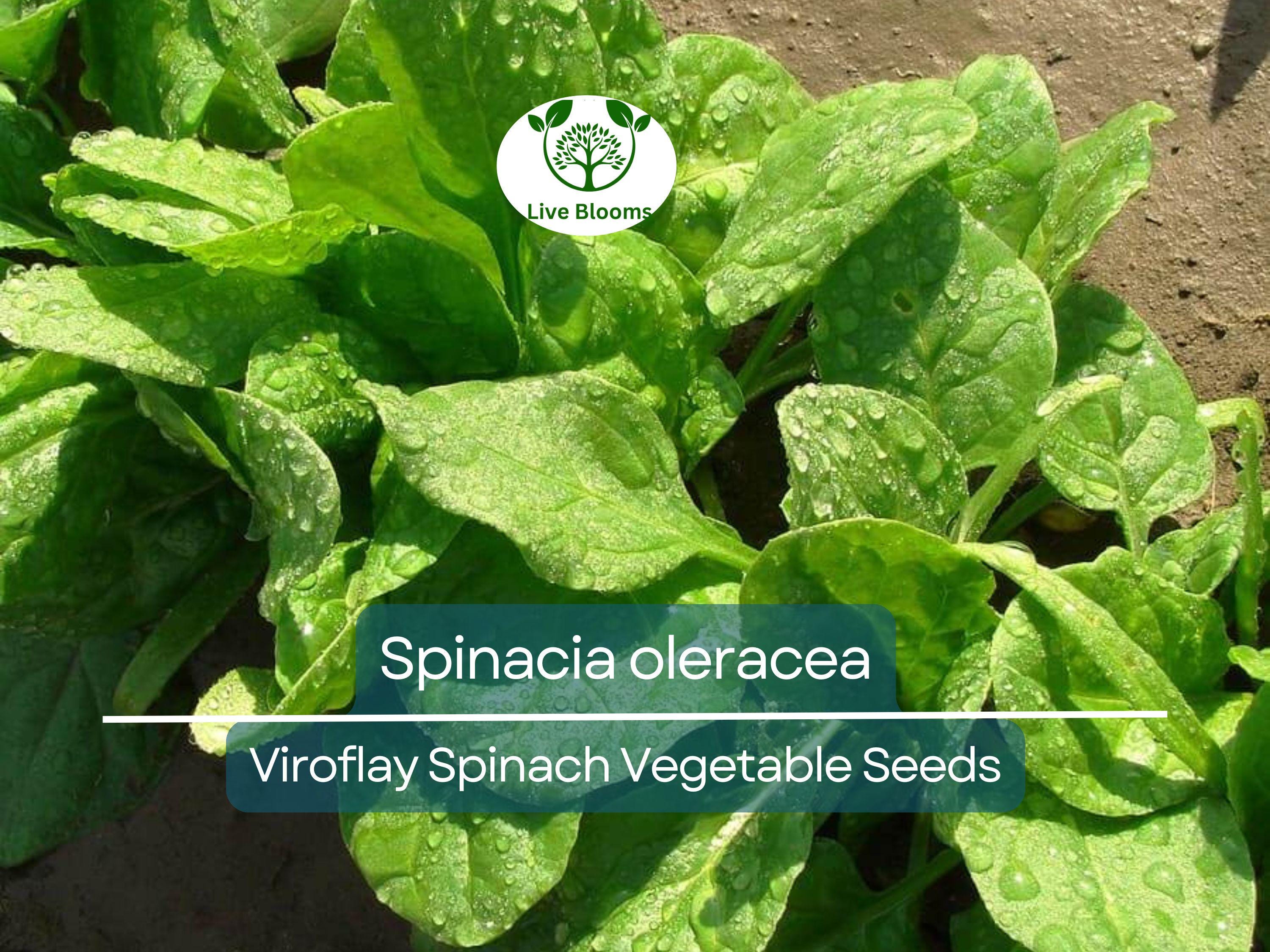 1 Gram Seeds Spinach Viroflay – Spinacia oleracea | Heirloom Vegetable Seeds for Planting, Gardening & Fresh Harvests