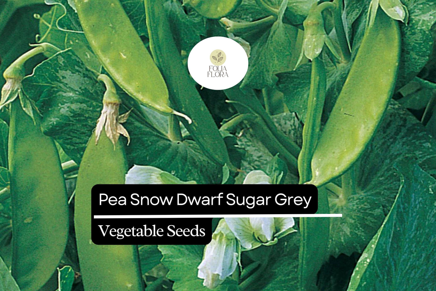 5g Pea Snow Dwarf Sugar Grey Seeds Pisum sativum | Heirloom, Non-GMO, Sweet & Tender Pods, Compact Plants, Easy to Grow