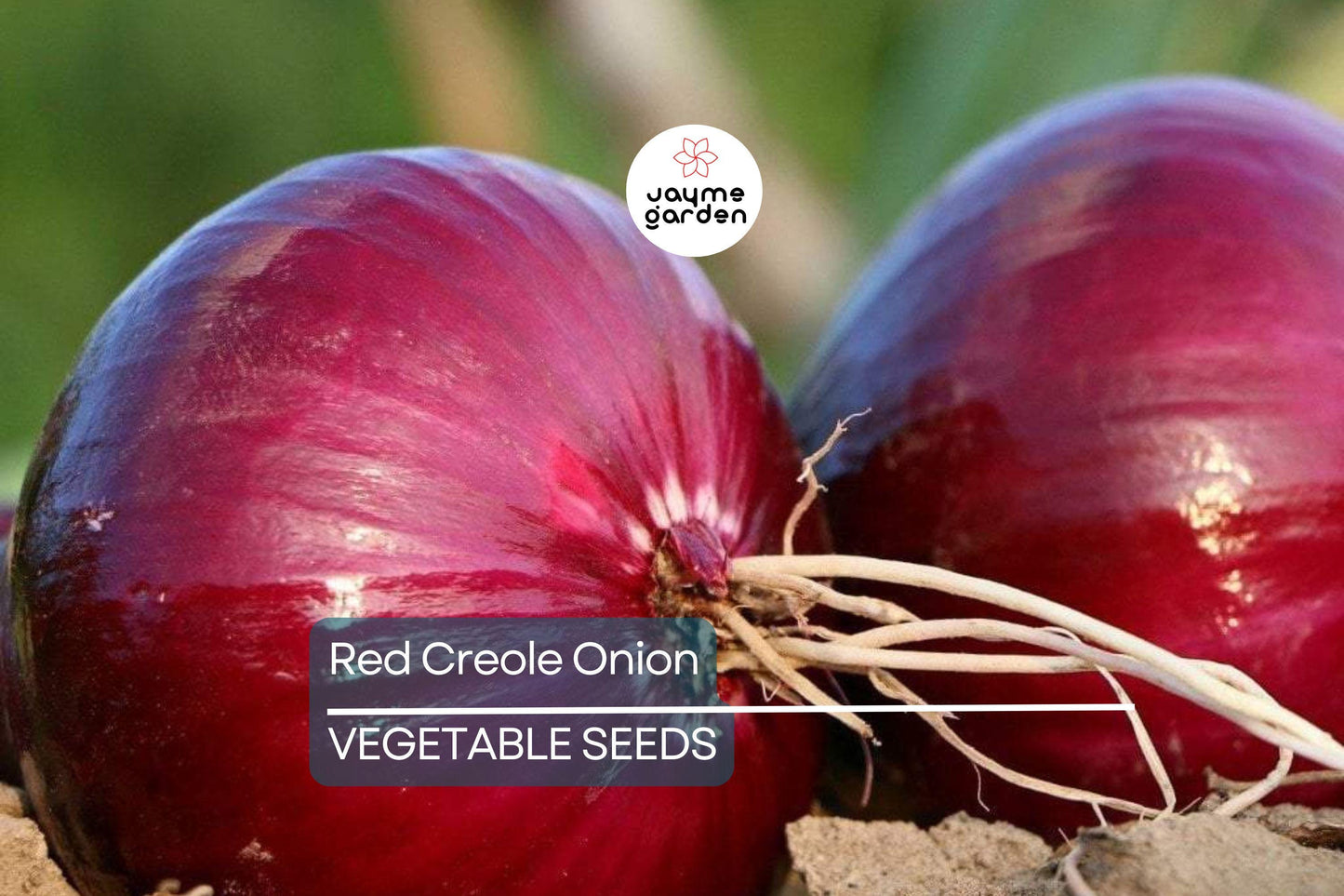 500 Red Creole Onion Seeds – Non-GMO Heirloom, Short-Day, Spicy Flavor, Great for Salsas & Cajun Dishes, Easy to Grow, Free Shipping!