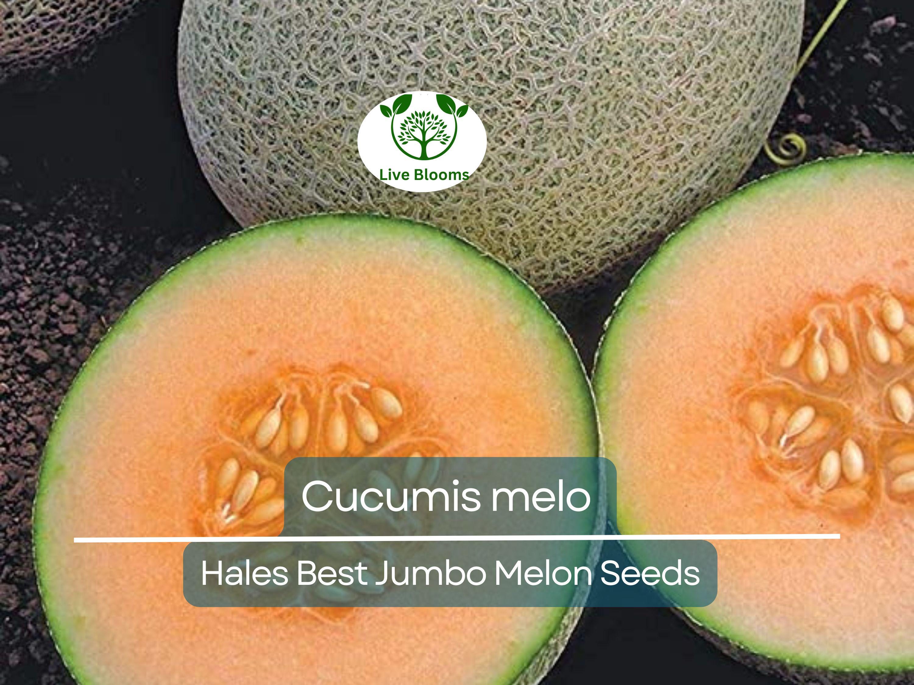 35 Seeds Hales Best Jumbo Melon – Cantaloupe (Cucumis melo) Heirloom, Sweet & Juicy, Perfect for Planting and Growing in Home Gardens