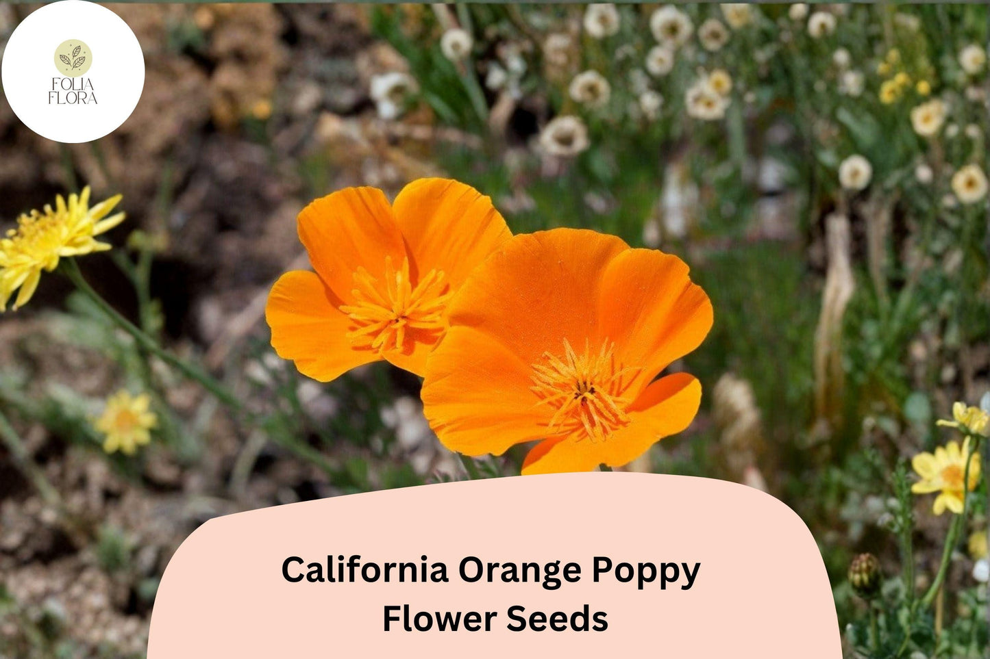 200+ California Orange Poppy Seeds for Garden Planting - Vibrant Wildflowers
