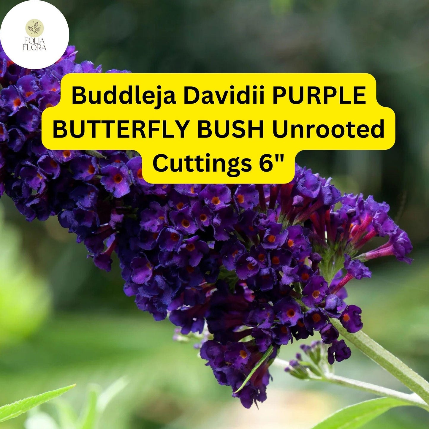 Buddleja Davidii | Purple Butterfly Bush | 7 Live 6” Unrooted Cuttings | Fast-Growing, Fragrant, Pollinator-Friendly Shrub