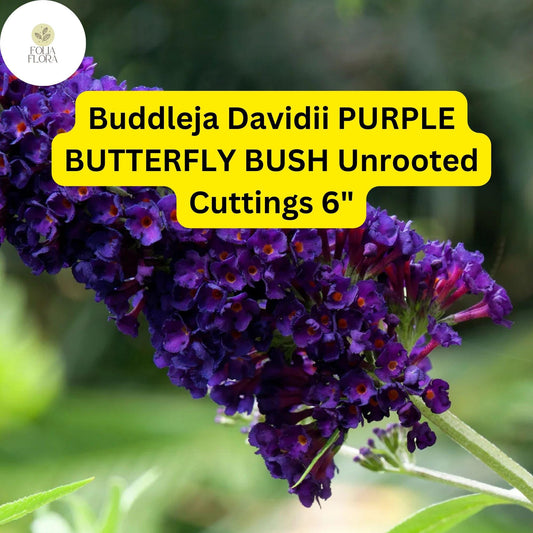 Buddleja Davidii | Purple Butterfly Bush | 7 Live 6” Unrooted Cuttings | Fast-Growing, Fragrant, Pollinator-Friendly Shrub