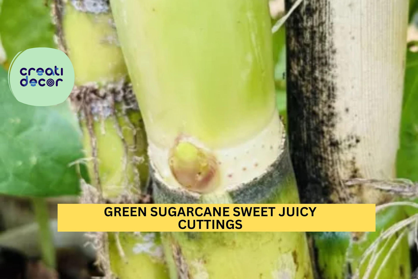 2 Green Sugarcane Cuttings | Sweet Juicy Variety | Saccharum Officinarum Live Plant | Fresh Unrooted Stalks for Planting