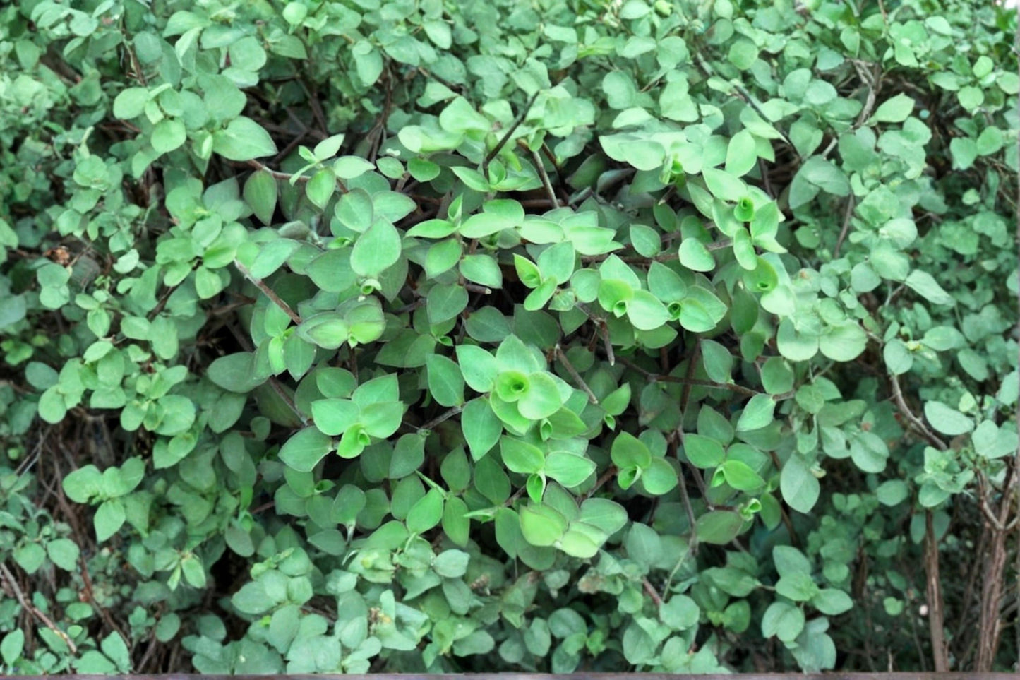 Dwarf Bolivian Wandering Jew 50 Cuttings (Tradescantia repens) Fresh Stem Cuttings
